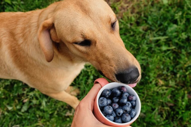 Blueberries