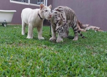Tigers are well protected — Wildlife Division Director